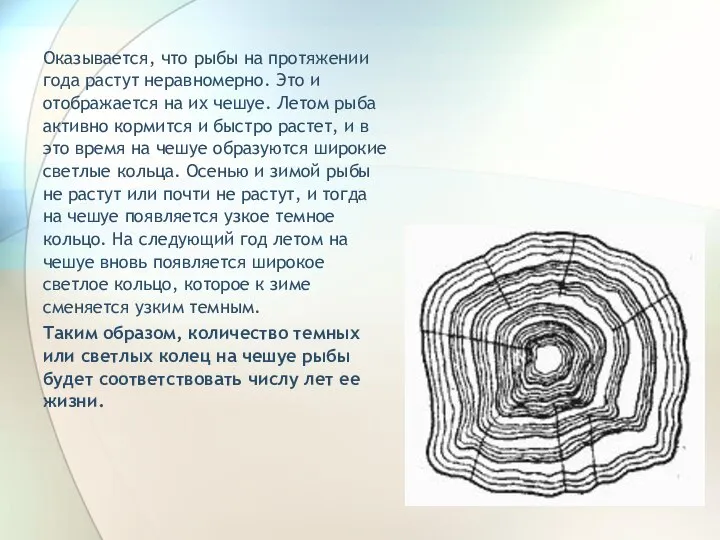 Оказывается, что рыбы на протяжении года растут неравномерно. Это и отображается