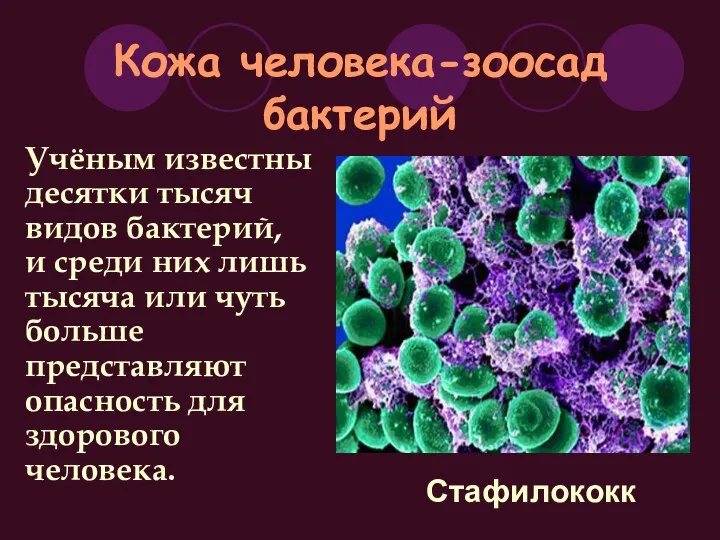 Кожа человека-зоосад бактерий Учёным известны десятки тысяч видов бактерий, и среди