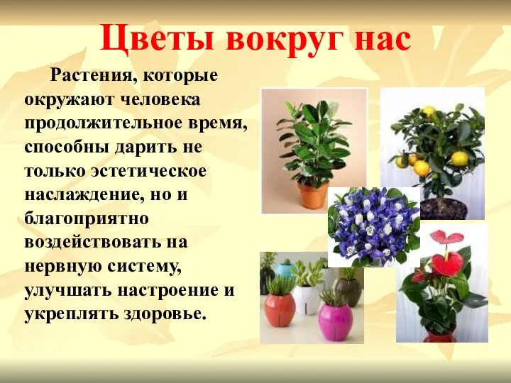 Цветы вокруг нас Растения, которые окружают человека продолжительное время, способны дарить