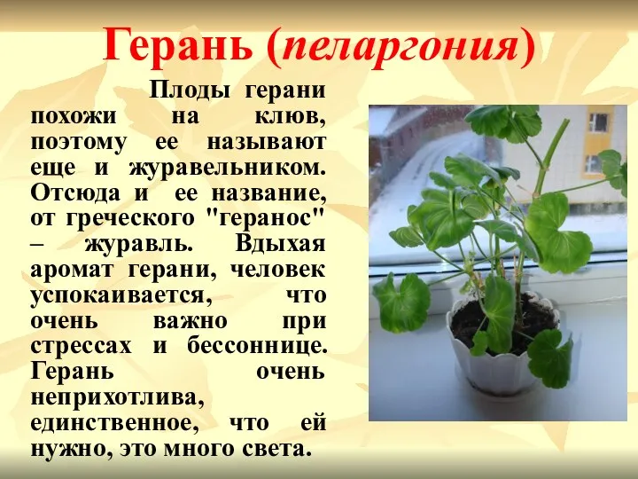 Герань (пеларгония) Плоды герани похожи на клюв, поэтому ее называют еще