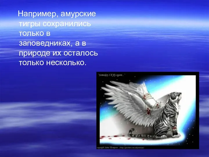 Например, амурские тигры сохранились только в заповедниках, а в природе их осталось только несколько.