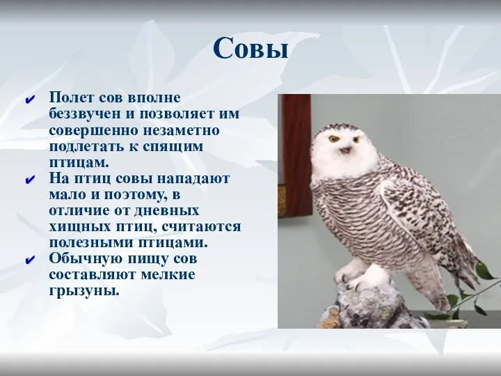 Совы Полет сов вполне беззвучен и позволяет им совершенно незаметно подлетать