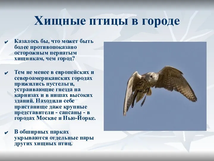 Хищные птицы в городе Казалось бы, что может быть более противопоказано