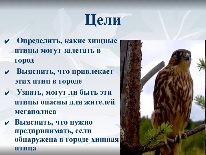 Цели Определить, какие хищные птицы могут залетать в город Выяснить, что