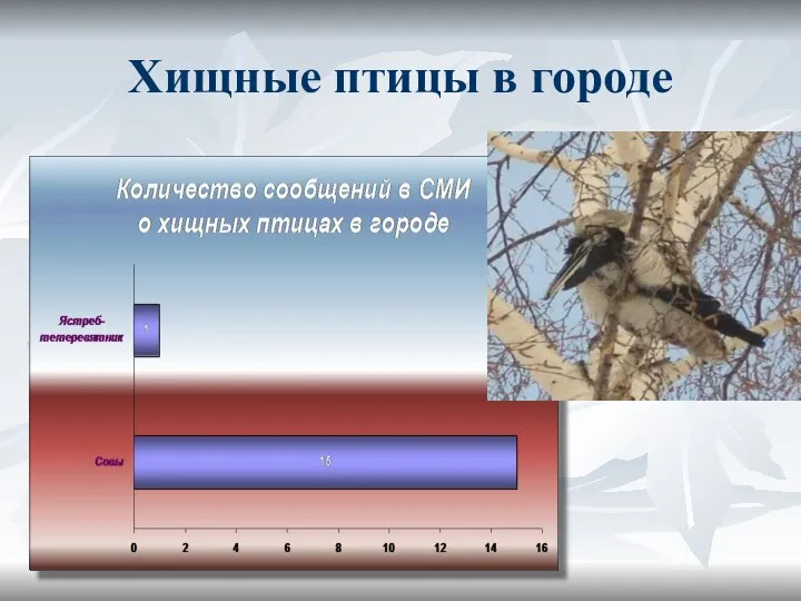 Хищные птицы в городе