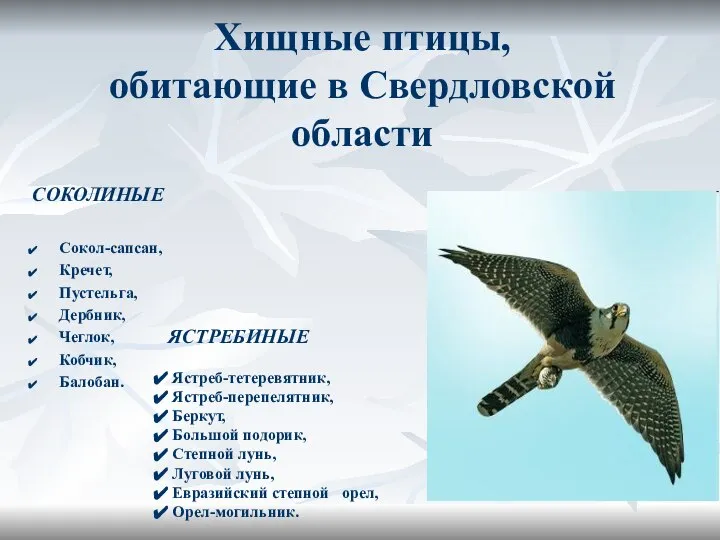 Хищные птицы, обитающие в Свердловской области СОКОЛИНЫЕ Сокол-сапсан, Кречет, Пустельга, Дербник,