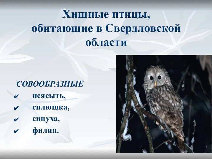 Хищные птицы, обитающие в Свердловской области СОВООБРАЗНЫЕ неясыть, сплюшка, сипуха, филин.