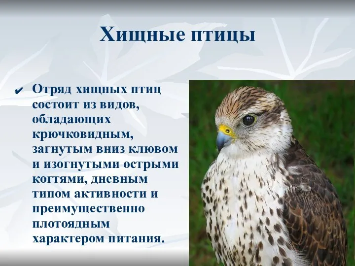 Хищные птицы Отряд хищных птиц состоит из видов, обладающих крючковидным, загнутым