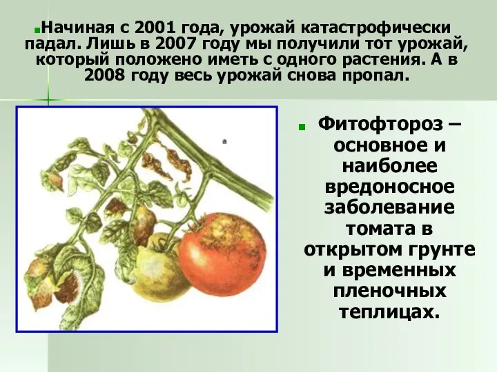 Фитофтороз – основное и наиболее вредоносное заболевание томата в открытом грунте