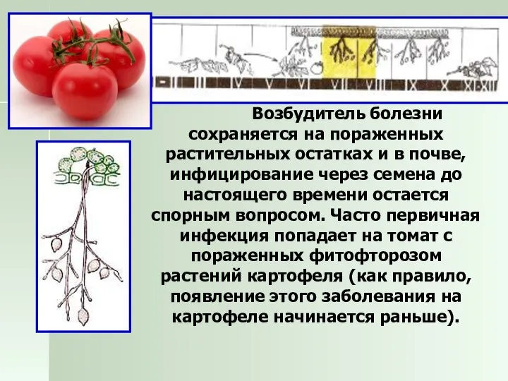 Возбудитель болезни сохраняется на пораженных растительных остатках и в почве, инфицирование