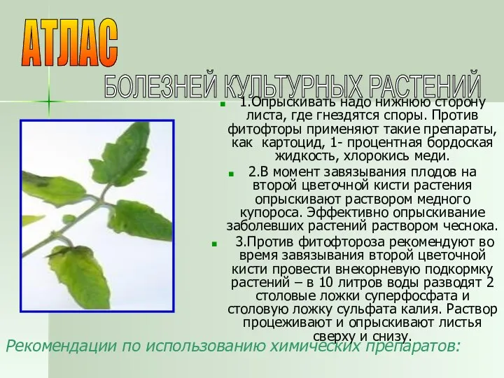 Рекомендации по использованию химических препаратов: 1.Опрыскивать надо нижнюю сторону листа, где