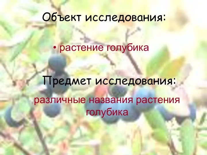 Объект исследования: Предмет исследования: растение голубика различные названия растения голубика