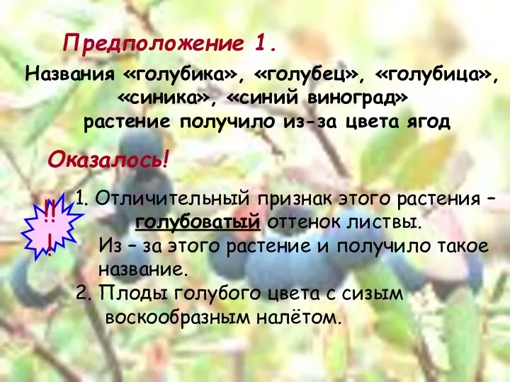 Предположение 1. Названия «голубика», «голубец», «голубица», «синика», «синий виноград» растение получило