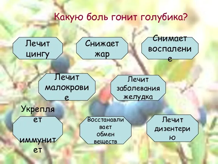 Какую боль гонит голубика? Лечит цингу Снижает жар Снимает воспаление Лечит