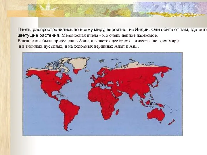 Пчелы распространились по всему миру, вероятно, из Индии. Они обитают там,