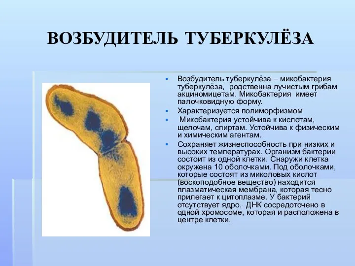 ВОЗБУДИТЕЛЬ ТУБЕРКУЛЁЗА Возбудитель туберкулёза – микобактерия туберкулёза, родственна лучистым грибам акциномицетам.