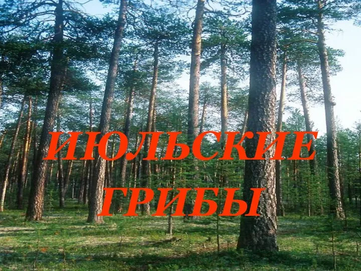 ИЮЛЬСКИЕ ГРИБЫ