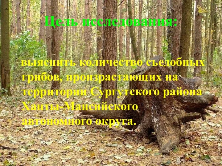 Цель исследования: выяснить количество съедобных грибов, произрастающих на территории Сургутского района Ханты-Мансийского автономного округа.