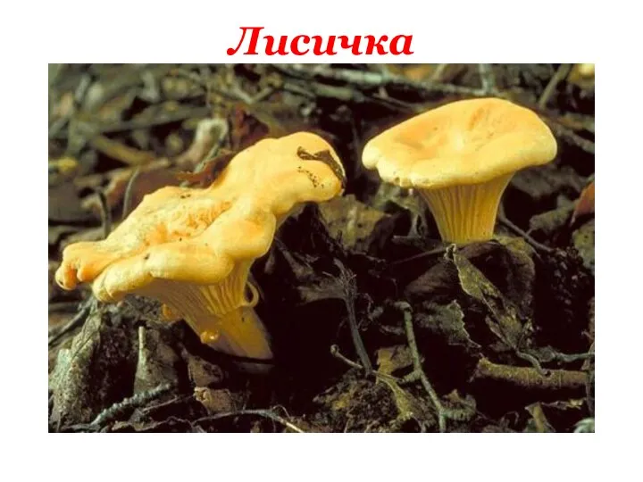 Лисичка