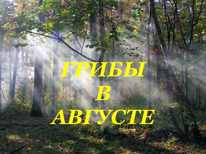 ГРИБЫ В АВГУСТЕ