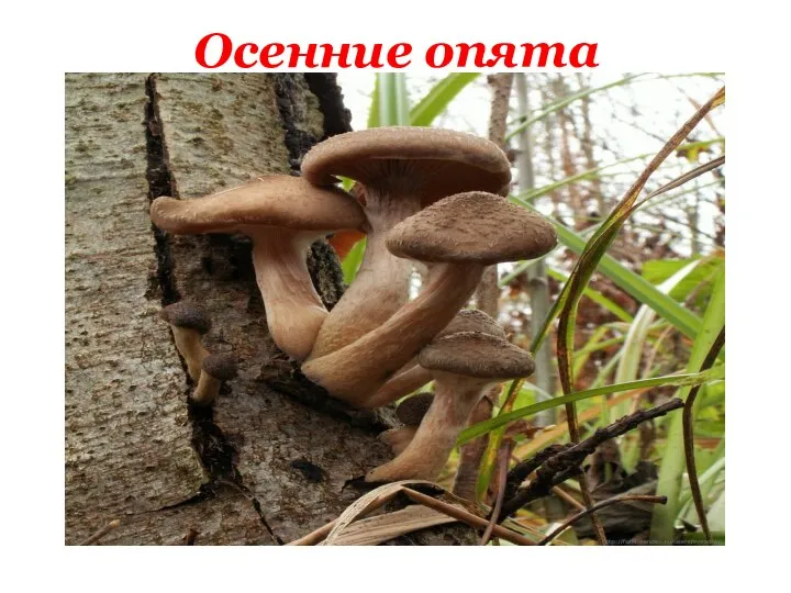 Осенние опята