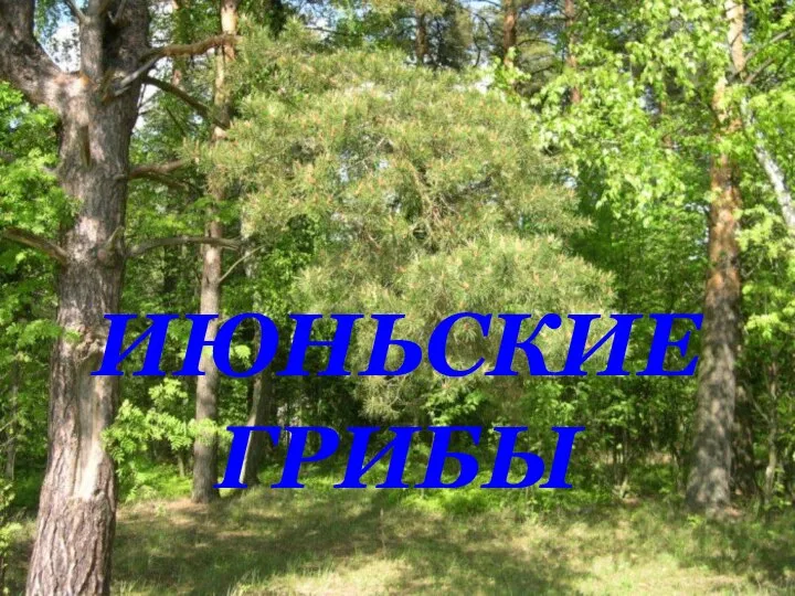 ИЮНЬСКИЕ ГРИБЫ