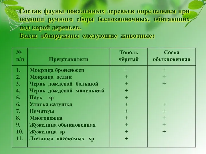 Состав фауны поваленных деревьев определялся при помощи ручного сбора беспозвоночных, обитающих