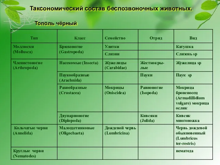 Таксономический состав беспозвоночных животных. Тополь чёрный