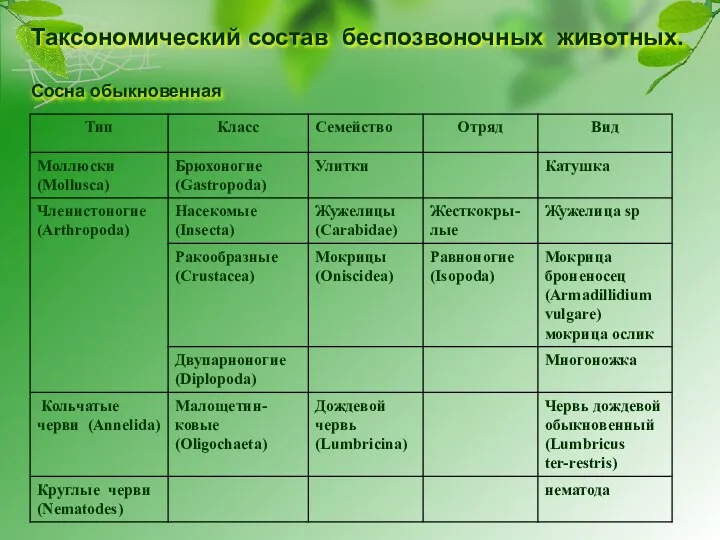 Таксономический состав беспозвоночных животных. Сосна обыкновенная