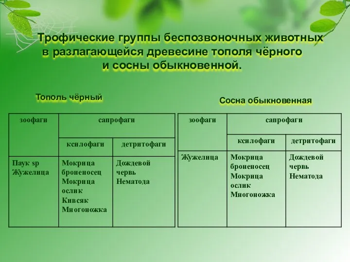 Трофические группы беспозвоночных животных в разлагающейся древесине тополя чёрного и сосны обыкновенной. Тополь чёрный Сосна обыкновенная