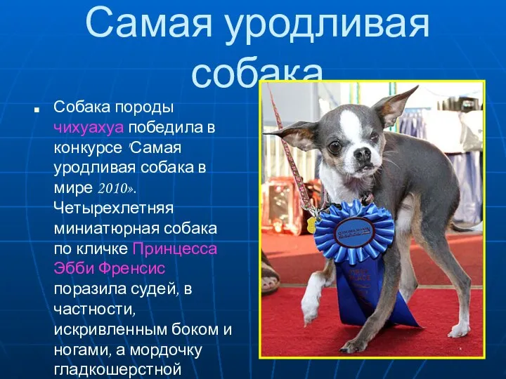 Самая уродливая собака Собака породы чихуахуа победила в конкурсе "Самая уродливая