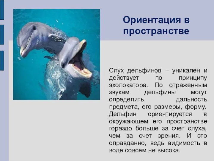 Слух дельфинов – уникален и действует по принципу эхолокатора. По отраженным