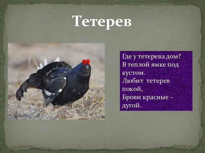 Тетерев Где у тетерева дом? В теплой ямке под кустом. Любит