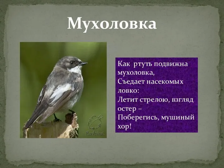 Мухоловка Как ртуть подвижна мухоловка, Съедает насекомых ловко: Летит стрелою, взгляд остер – Поберегись, мушиный хор!