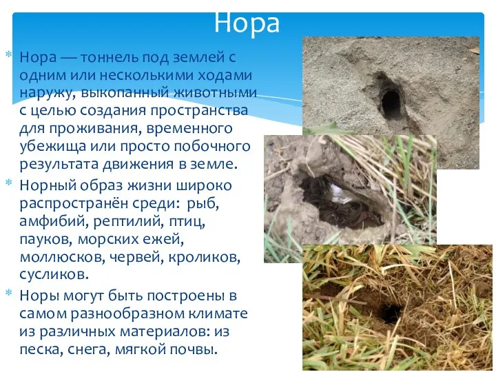 Нора — тоннель под землей с одним или несколькими ходами наружу,