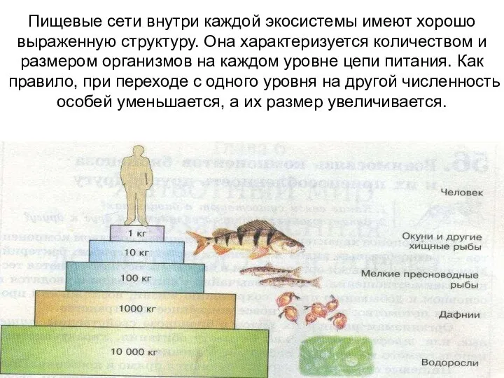 Пищевые сети внутри каждой экосистемы имеют хорошо выраженную структуру. Она характеризуется