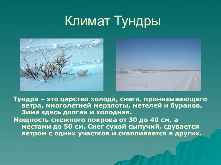 Климат Тундры Тундра – это царство холода, снега, пронизывающего ветра, многолетней