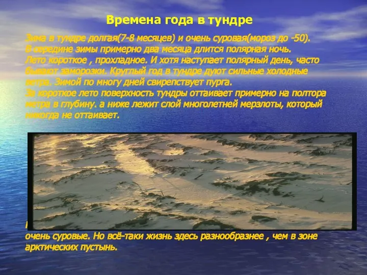 Времена года в тундре Зима в тундре долгая(7-8 месяцев) и очень