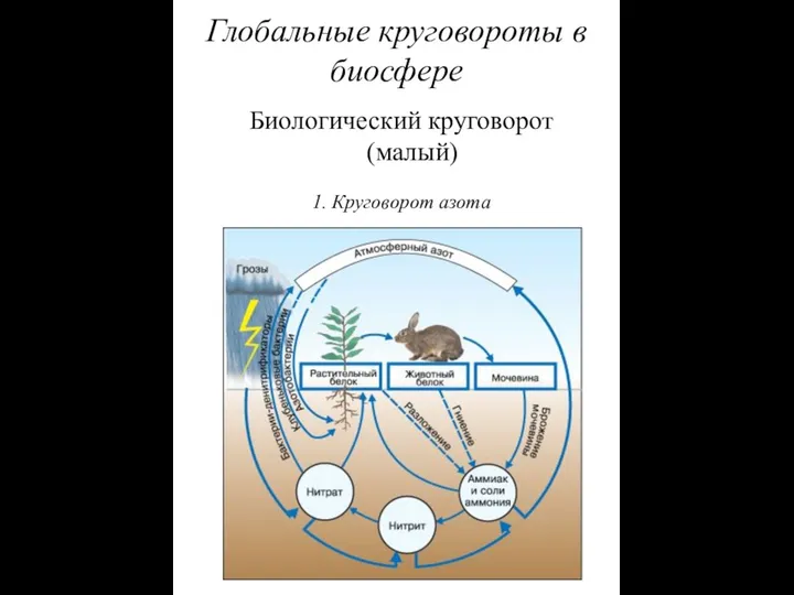 1. Круговорот азота Глобальные круговороты в биосфере Биологический круговорот (малый)