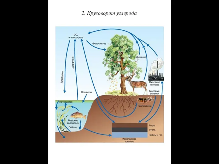 2. Круговорот углерода