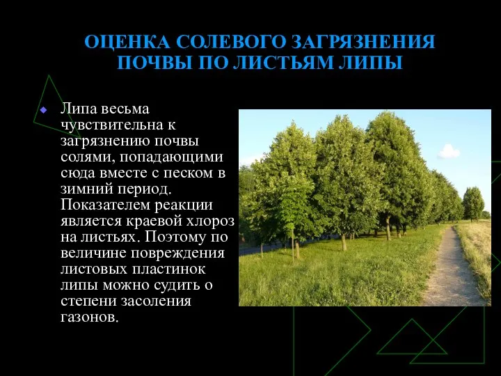 ОЦЕНКА СОЛЕВОГО ЗАГРЯЗНЕНИЯ ПОЧВЫ ПО ЛИСТЬЯМ ЛИПЫ Липа весьма чувствительна к