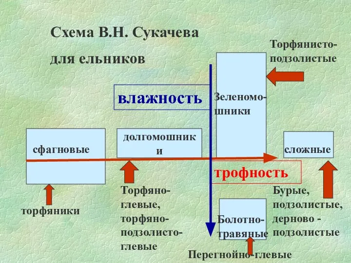 Схема В.Н. Сукачева для ельников долгомошники сфагновые Зеленомо-шники Болотно-травяные сложные трофность