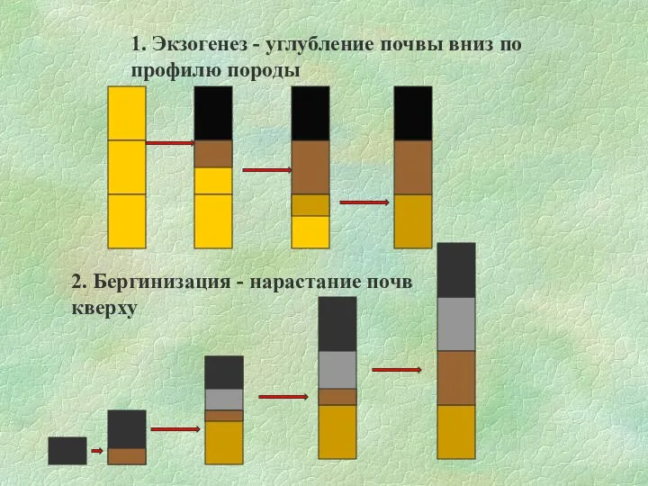 1. Экзогенез - углубление почвы вниз по профилю породы 2. Бергинизация - нарастание почв кверху