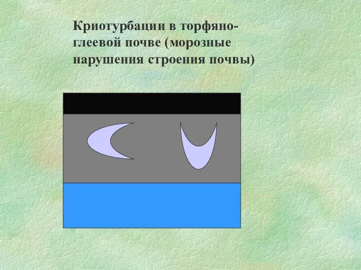 Криотурбации в торфяно-глеевой почве (морозные нарушения строения почвы)