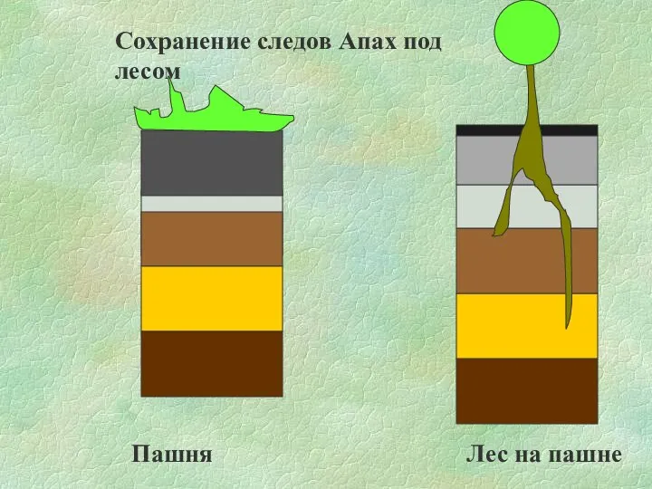 Пашня Лес на пашне Сохранение следов Апах под лесом