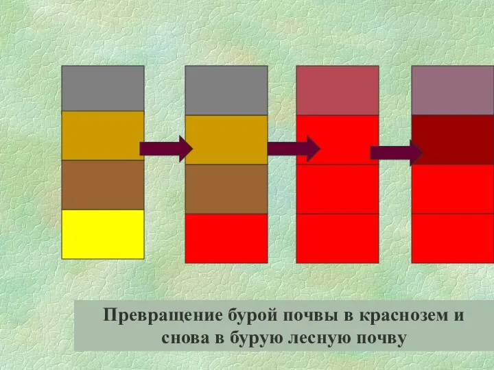 Превращение бурой почвы в краснозем и снова в бурую лесную почву