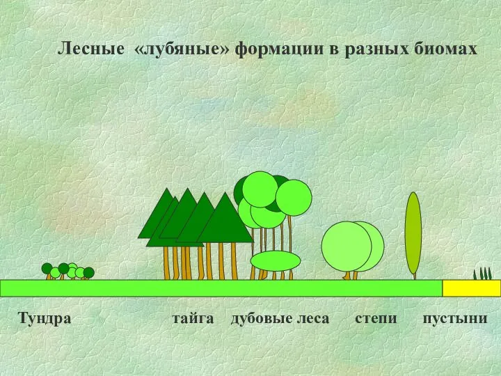 Лесные «лубяные» формации в разных биомах Тундра тайга дубовые леса степи пустыни