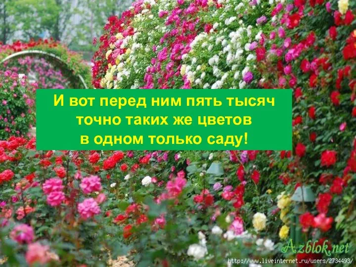 Агафонова Е.Е. И вот перед ним пять тысяч точно таких же цветов в одном только саду!