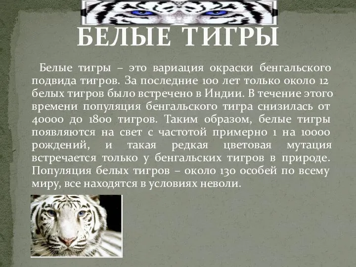 Белые тигры – это вариация окраски бенгальского подвида тигров. За последние