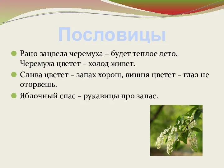 Пословицы Рано зацвела черемуха – будет теплое лето. Черемуха цветет –